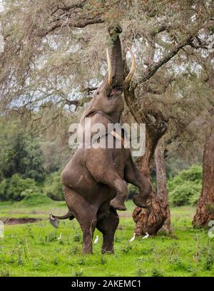 Elefant (Loxodonta africana), männlich stehend auf die Hinterbeine zu acacia Pods mit Reiher (Bubulcus ibis) im Hintergrund erreichen. Mana Pools Nationalpark, Simbabwe. Stockfoto