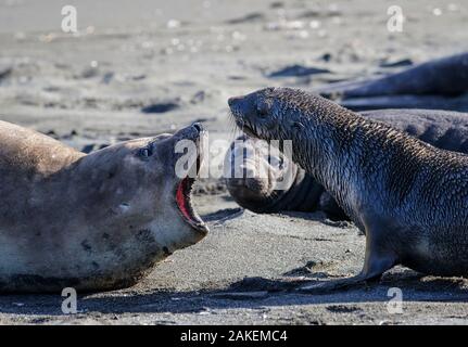 Antarktis Fell Dichtung (Arctocephalus gazella), Mutter aus Warnung neugierige Kinder. Südlicher See-Elefant (Mirounga leonina leonina) im Hintergrund. Gold Harbour, South Georgia. Oktober. Stockfoto