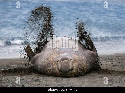 Südlicher See-Elefant (Mirounga leonina leonina), männlich flippen Sand über den Körper am Strand. Right Whale Bay, South Georgia. September. Stockfoto