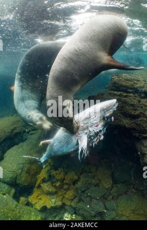 Galapagos Seelöwen (Zalophus wollebaeki) Jagd Thunfisch. Eine Gruppe der sea lion Stiere haben zu Herde pelagische Gelbflossenthun in einer kleinen Bucht gelernt, sie abfangen. Die Fische oft Sprung an Land in einer Bemühung zu entkommen. Punta Albemarle, Insel Isabela Galapagos. Stockfoto