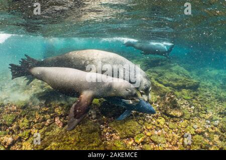 Galapagos Seelöwen (Zalophus wollebaeki) Jagd Thunfisch. Eine Gruppe der sea lion Stiere haben zu Herde pelagische Gelbflossenthun in einer kleinen Bucht gelernt, sie abfangen. Die Fische oft Sprung an Land in einer Bemühung zu entkommen. Punta Albemarle, Insel Isabela Galapagos. Stockfoto