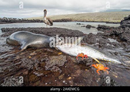 Galapagos Seelöwe (Zalophus wollebaeki) Fütterung mit Thunfisch, mit Sally Lightfoot Crab (Grapsus grapsus) und ein Jugendlicher Galapagos Brown pelican (urinator Pelicanus occidentalis). Eine Gruppe der sea lion Stiere haben zu Herde pelagische Gelbflossenthun in einer kleinen Bucht gelernt, sie abfangen. Die Fische oft Sprung an Land in einer Bemühung zu entkommen. Punta Albemarle, Insel Isabela Galapagos. Stockfoto