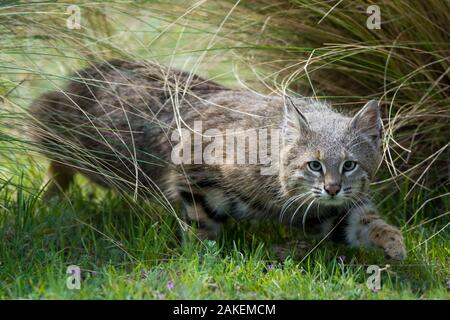 Pampas cat (Leopardus colocola) La Pampa Provinz, Argentinien. Stockfoto