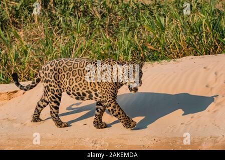 Jaguar (Panthera onca) männlich am Flussufer, Cuiaba Fluss, Pantanal Matogrossense Nationalpark, Pantanal, Brasilien. Stockfoto