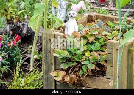 Holz- Komposter bin, Fading Erdbeere Pflanze im Spätsommer Stockfoto