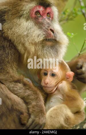 Tibetische Makaken (Macaca thibetana) Frau mit Baby, Tangjiahe National Nature Reserve, Qingchuan County, Provinz Sichuan, China Stockfoto