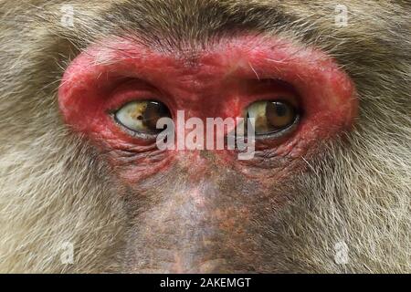 Tibetische Makaken (Macaca thibetana) in der Nähe der Augen des Weiblichen, Tangjiahe National Nature Reserve, Qingchuan County, Provinz Sichuan, China Stockfoto