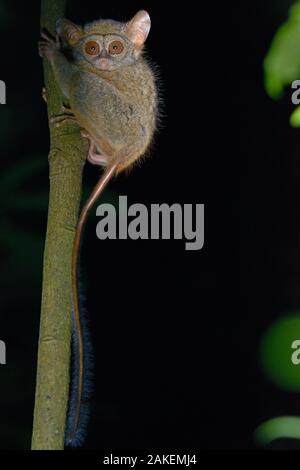 Gurskys spektrale Tarsier (Tarsius spectrumgurskyae) Nord Sulawesi Stockfoto