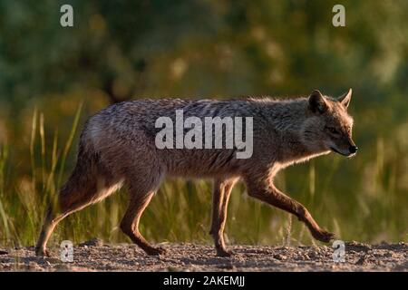 Golden Schakal (Canis aureus) zu Fuß auf Sand. Donaudelta, Rumänien, Mai. Stockfoto