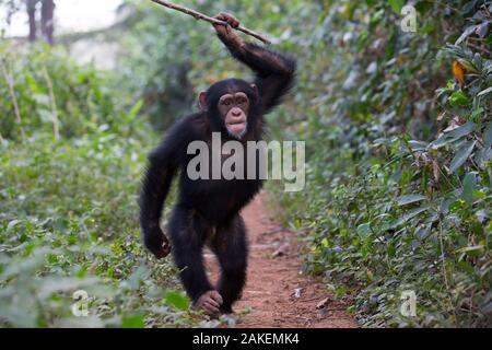 Schimpanse (Pan troglodytes Verus) "Fanwaa' Kinder, Alter 5, männlich Zeigt vor dem Beobachter, werfen von Stöcken. Bossou, der Republik Guinea Stockfoto