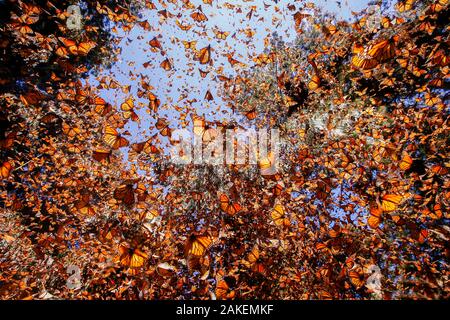 Monarchfalter (danaus Plexippus), Überwinterung von November bis März in den Oyamel Wäldern (Abies Religiosa), Monarch Butterfly Biosphärenreservat, Mexiko. Stockfoto