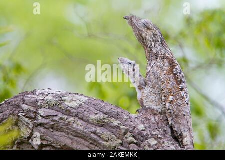 Great potoo (Nyctibius grandis) Weibchen mit Jungen ruht auf einem Zweig, Pantanal, Mato Grosso, Brasilien. Stockfoto