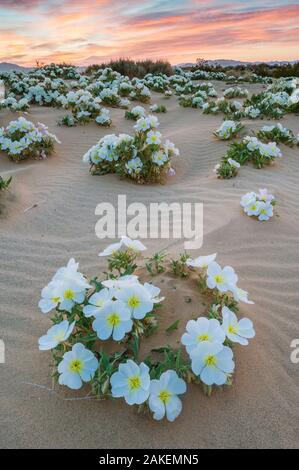 Vogelkäfig Nachtkerzenöl (Oenothera canescens) Blüte im Sand dune Wohnungen in der Nähe des Joshua Tree National Park, Kalifornien, USA, März. Stockfoto