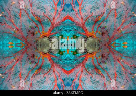 Gorgonie Gorgonie (Melithaea sp.) mit Lyretail anthias (Pseudanthias sqamipinnis). Similan Inseln, Andaman Sea, Thailand Stockfoto