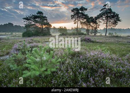 Heidekraut (Calluna vulgaris) im Morgengrauen, mit weit entfernten Klein Schietveld, Brasschaat, Belgien Stockfoto