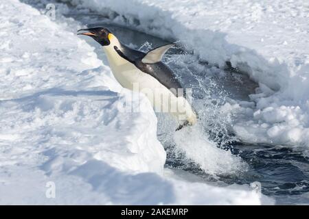 Kaiserpinguine (Aptenodytes forsteri) springen aus dem Meer, Gould Bay, Weddellmeer, Antarktis Stockfoto