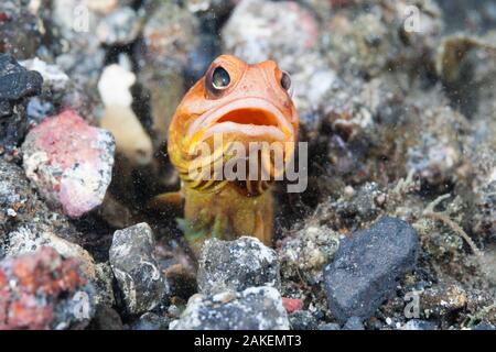 Brunnenbauer Opistognathus (sp) um nach dem Spucken Sand und Schutt Graben zu erhalten suchen. Lembeh Strait, Celebes Meer, Nord Sulawesi, Indonesien. Stockfoto