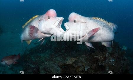 Asiatische Schafkopf lippfisch (Semicossyphus reticulatus), zwei Männer über Gebiet kämpfen. Weibliche lippfisch im Hintergrund. Der Präfektur Niigata, Honshu, Japan. Juni. Stockfoto