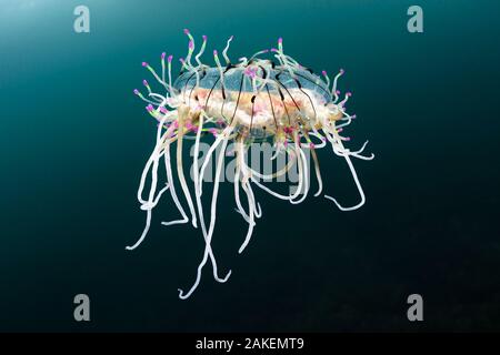 Blume hat Jelly (Olindias formosus) im Pazifischen Ozean. Präfektur Kochi, Shikoku, Japan. Mai. Stockfoto