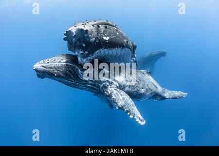 Buckelwale (Megaptera novaeangliae australis), männliche Kalb unter seiner Mutter ruht. Männliche Begleitung im Hintergrund sichtbar. Vava'u, Tonga, Südsee. Stockfoto