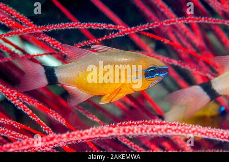 Ring-tailed Cardinalfish (Apogon aureus) West Papua, Indonesien. Stockfoto