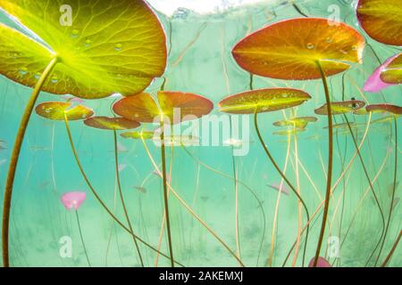 Unterwasser Blick auf die Seerosen (Nymphaea alba) in einem See. Alpen, Ain, Frankreich, Juni. Stockfoto