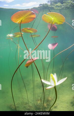 Seerose (Nymphaea alba) Blume, die geöffnet wurde unter Wasser in einem See. Alpen, Ain, Frankreich, Juni. Stockfoto