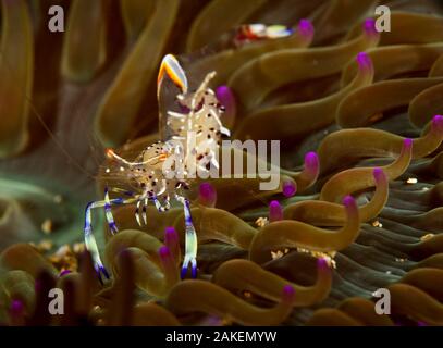 Anemone Shrimp (Periclimenes holthuisi) Pak Lap Tsai, Sai Kung East Country Park, Hong Kong, China. Stockfoto