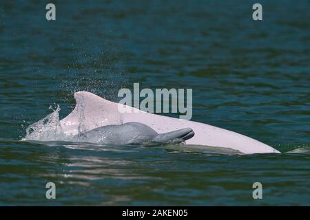 Indopazifik humpback Delphine (Sousa chinensis), die an der Oberfläche, Tai O, Lantau Island, Hongkong, China Stockfoto