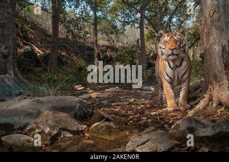 Bengal Tiger (Panthera tigris tigris), männlich in der Nähe von Tree zuvor Spray von weiblichen gekennzeichnet. Kamera trap Bild. Pench Nationalpark, Madhya Pradesh, Indien. Januar 2018. Stockfoto