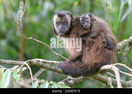 Getuftete/braunen Kapuzineraffen (Cebus apella), Frau mit Baby auf dem Rücken, sitzen im Baum, mittlere Höhe Bergwald, Manu Biosphären Reservat, Peru. Stockfoto