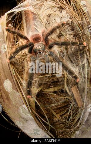 Rosa-toed Tarantula (Avicularia avicularia), Weibliche warten in Hinterhalt außerhalb tagsüber Lair in Palm Tree Trunk. Heath River, Tambopata/Bahuaja-Sonene Reserven, Amazonien, Peru/Bolivien Grenze. Stockfoto