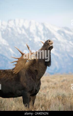 Shiras Elch (Alces alces shirasi) männlich, flehmen Reaktion/Lippe Curling mit Bergen im Hintergrund, Grand Teton National Park, Wyoming. Stockfoto