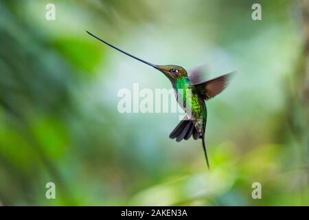 Schwert-billed Hummingbird (Ensifera ensifera) schwebt im Flug, North-Ecuador. Stockfoto