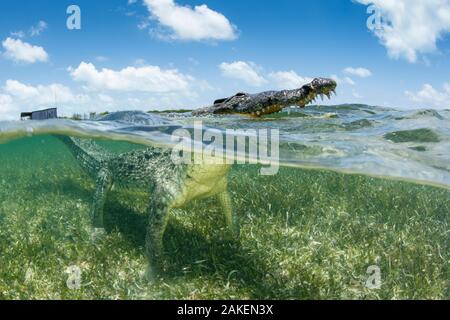 Spitzkrokodil (Crocodylus acutus) auf Seegras Bett. Leiter Oberflächenbehandlung, 2 Ebenen anzeigen. Chinchorro Banken Biosphärenreservat, Quintana Roo, Yucatan, Mexiko. Stockfoto