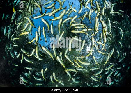 Schwarm von Piraputanga, (poecilia hilarii), in der Nähe der Oberfläche, Aquario Natural, Bonito, Mato Grosso do Sul, Brasilien Stockfoto