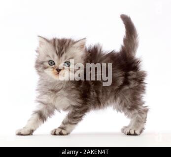 Silber Tabby Perser-cross Kitten zurück Bogenschiessen in spielerische Konfrontation. Stockfoto