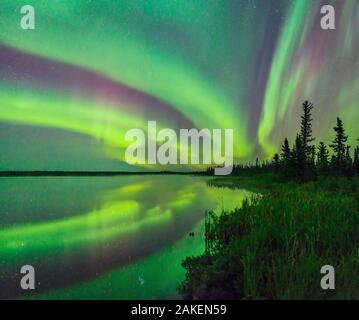 Aurora Borealis in Polar See, Feuchtgebiete und Nadelbäumen entlang der Küste. In der Nähe von Great Slave Lake, Northwest Territories, Kanada. September 2018. Stockfoto