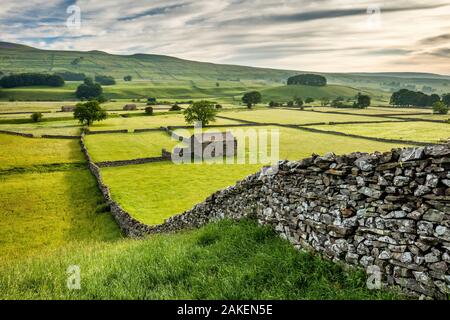 Trockenmauern und Scheunen in Wensleydale, Yorkshire Dales National Park, North Yorkshire, England, UK, Juni 2016. Stockfoto