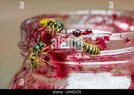 Drei gemeinsame Wespen (Vespula vulgaris), Essen aus offenen Marmeladenglas im Sommer Stockfoto