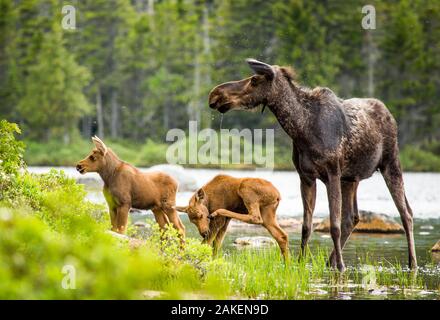 Elch (Alces alces) Weiblich mit 2 Kälber, Baxter State Park, Maine, USA, Juni. Stockfoto