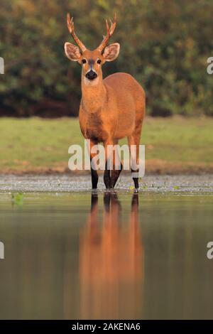 Marsh Rotwild (Blastocerus Dichotomus) in Wasser Pantanal, Brasilien. Stockfoto