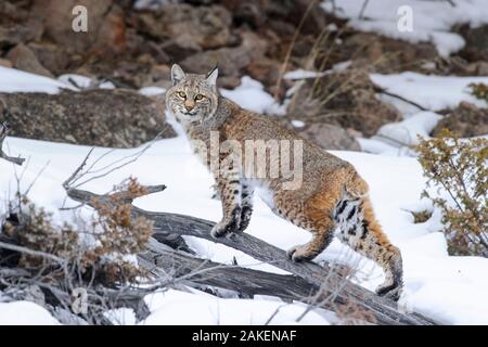 Rotluchs (Lynx rufus) stehend auf Niederlassung im Schnee. Madison River Valley, Yellowstone National Park, Wyoming, USA. Januar. Stockfoto