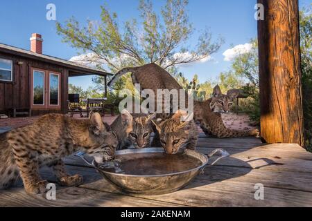 Wild Rotluchs (Lynx rufus) Familie von drei Jungtiere Trinkwasser aus der Schüssel, mit Mutter ausdehnen. Die Mutter hat sie den unterhalb des Hauses zu machen. Texas, USA, August. Mit Fernbedienung Kamera genommen. Hoch gelobt in der Städtischen Tierwelt Kategorie der Naturfotograf des Jahres Awards (WPOY) 2018. Stockfoto