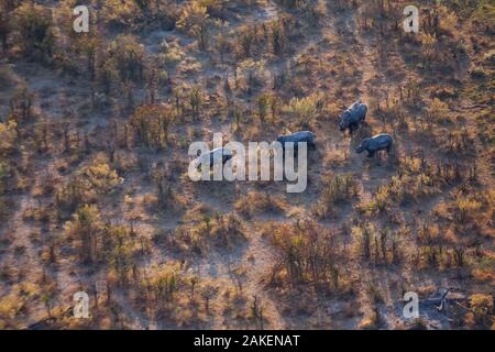 Luftaufnahme der eine Herde von wilden weißen Nashörner (Rhinocerotidae)) läuft frei auf Chief's Island, Okavango Delta, Botswana. Sieger des Umwelt Bildergeschichte Kategorie des NPPA besten Fotojournalismus Wettbewerb. Stockfoto