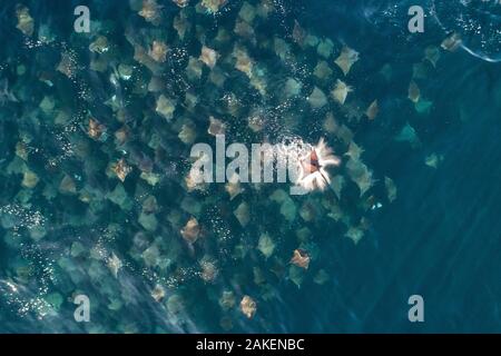 Munks pygmy Devil ray / Munks mobula (Mobula munkayana) große Schule aus der Luft mit einem Sprung aus dem Wasser, Baja California, Mexiko Stockfoto