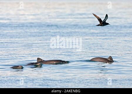 Schweinswal (Phocoena phocoena) - seltene Bild der kleinen Gruppe Bucht von Fundy, New Brunswick, Kanada Stockfoto