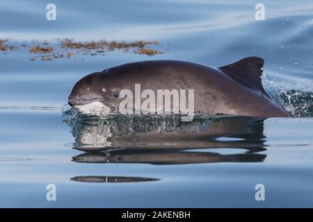 Schweinswal (Phocoena phocoena) surfacing Bucht von Fundy, New Brunswick, Kanada Stockfoto