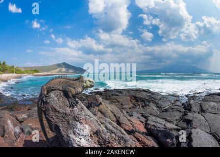 Marine iguana (Amblyrhynchus cristatus) am Ufer, Punta Moreno, die Insel Isabela Galapagos Stockfoto