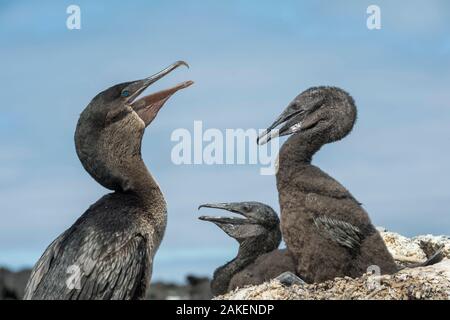 Flugunfähigen Kormoran (Phalacrocorax harrisi), Erwachsene und zwei Küken. Beagle Krater, die Insel Isabela Galapagos. Stockfoto